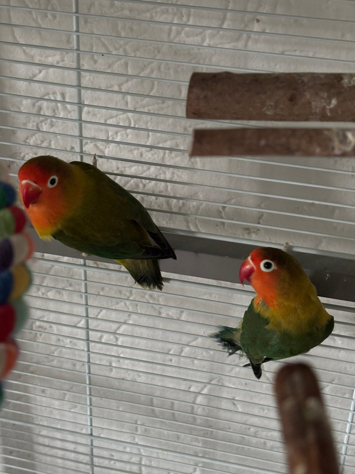 Agraponis koppel, Dieren en Toebehoren, Meerdere dieren, Dwergpapegaai of Agapornis, Tam