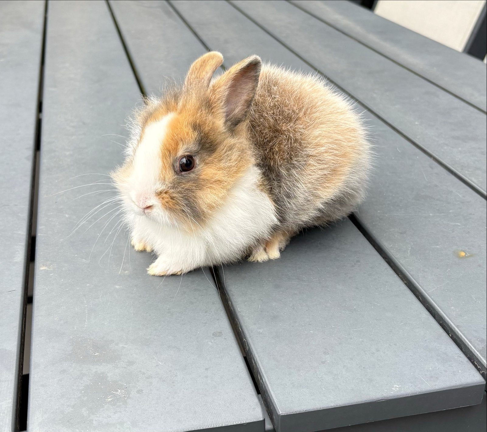Dwerg konijntjes 5 stuks, Dieren en Toebehoren, Konijnen, Meerdere dieren, Dwerg