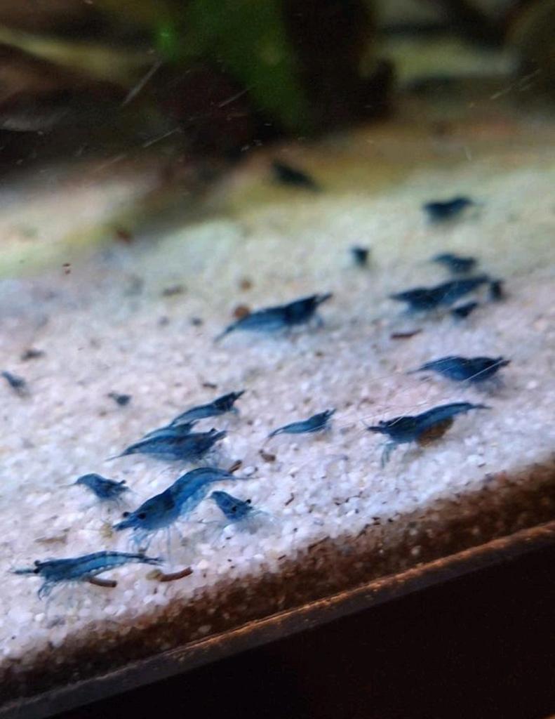 Blue velvet garnaal, Kreeft, Krab of Garnaal, Zoetwatervis, Schoolvis
