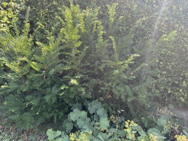 5 taxus boompjes te koop, Ophalen, Taxus, Struik, Minder dan 100 cm