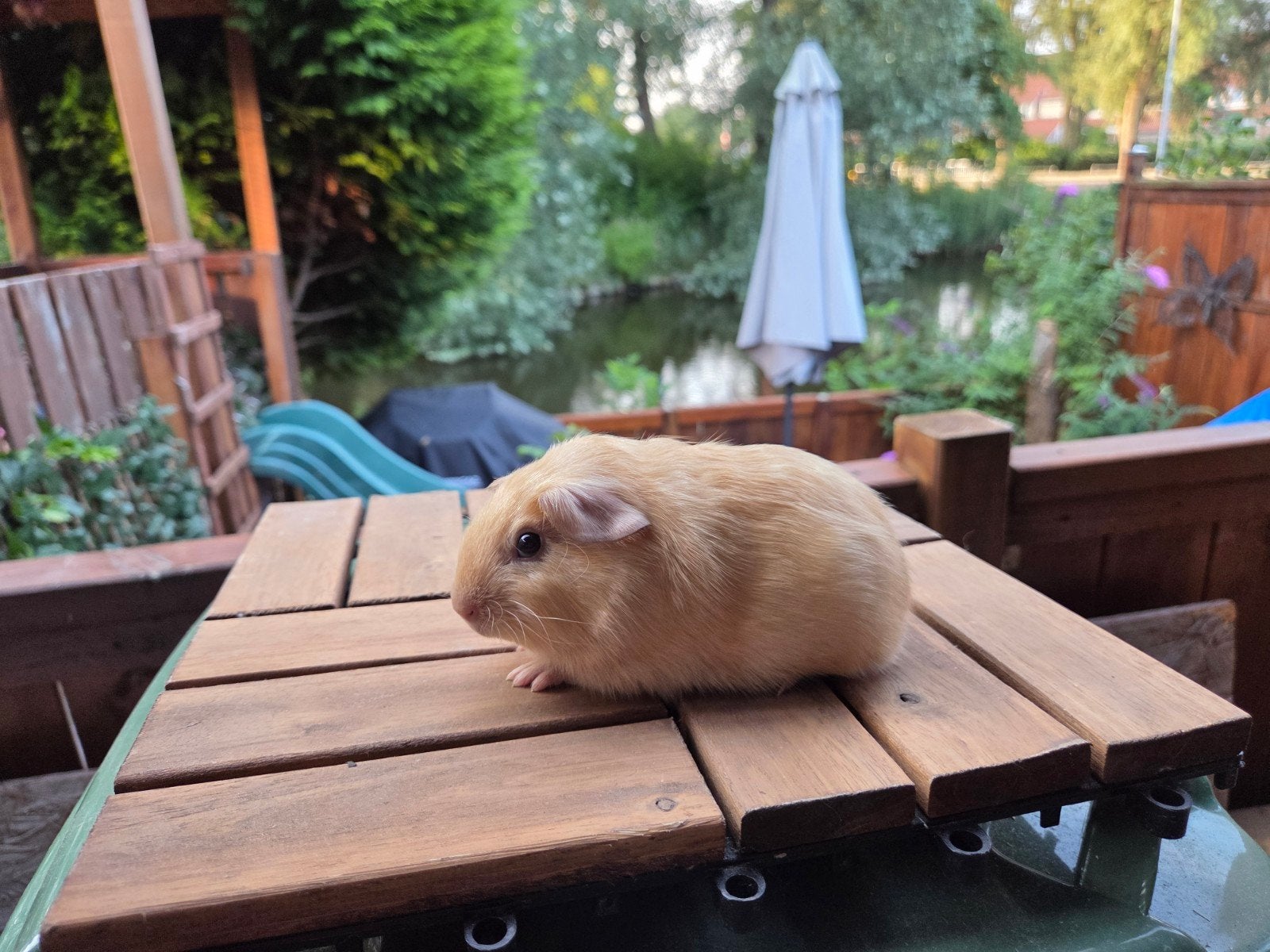 cavia zeug, Dieren en Toebehoren, Juli, Vrouwelijk, Cavia