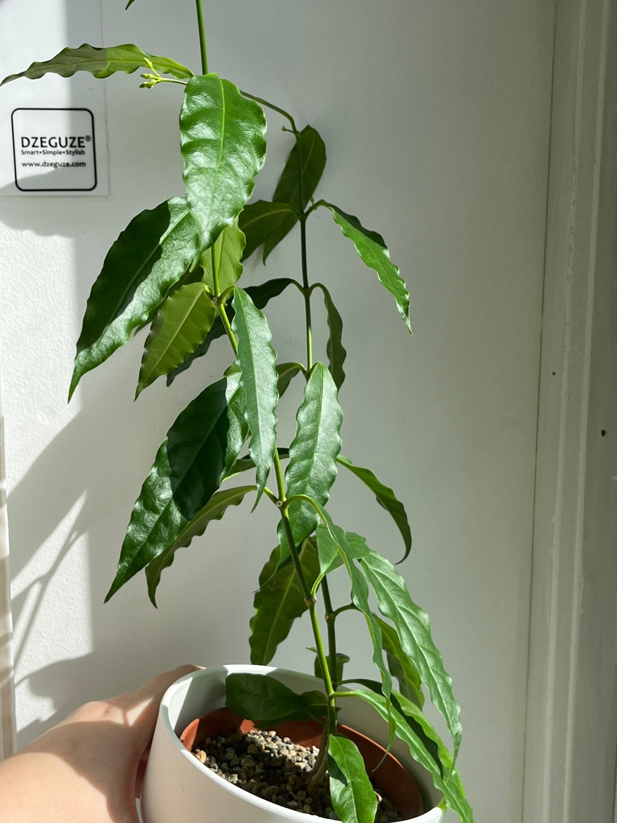 Hoya Papaschonii met peduncles, Huis en Inrichting, Ophalen of Verzenden, Halfschaduw, Minder dan 100 cm