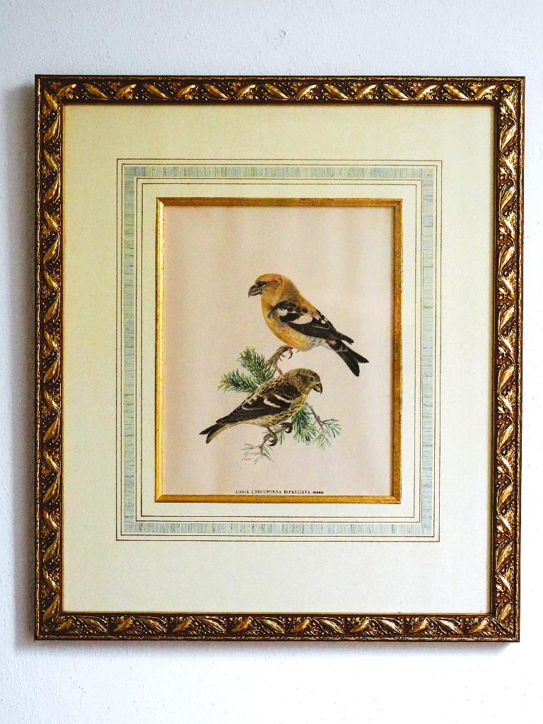 2 antieke vogellithografieën - von Wright - ingelijst, Antiek en Kunst, Ingelijst, 1800 - 1899, 58 cm, 50 cm