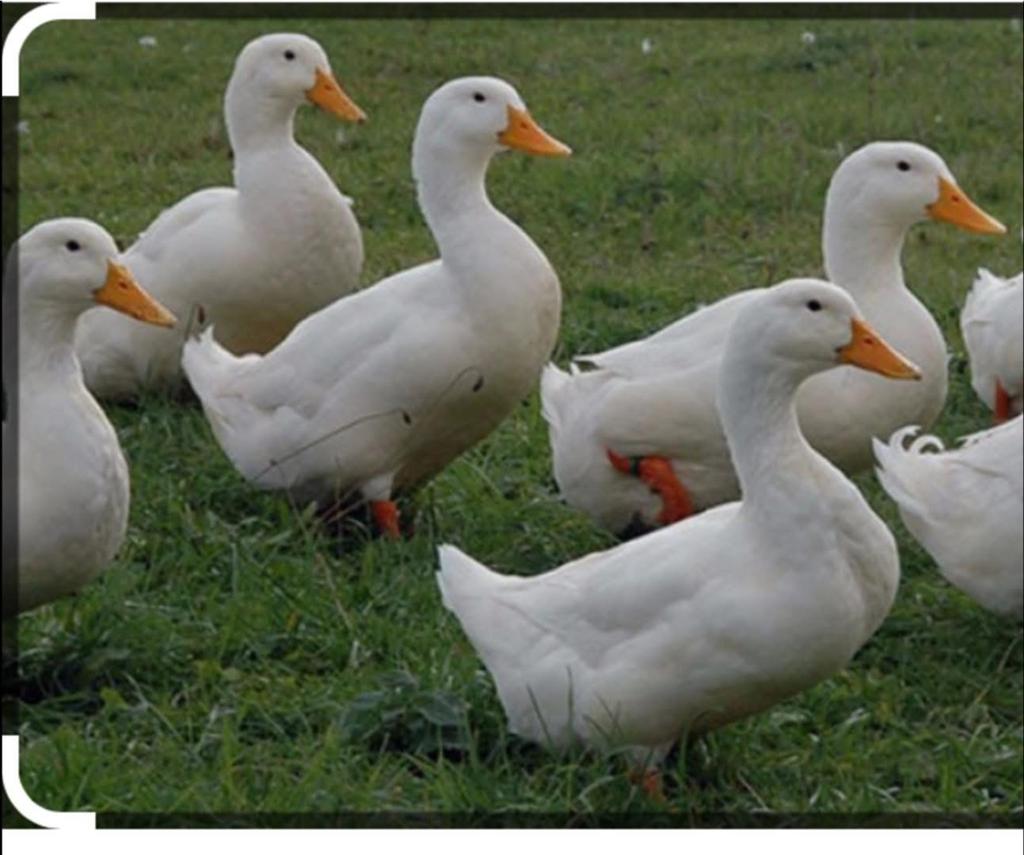 Ik ben op zoek naar 2 vrouwtjes eenden, Dieren en Toebehoren, Vrouwelijk, Eend