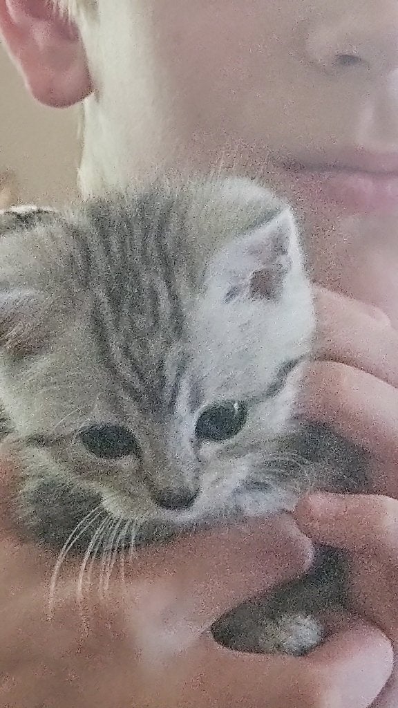 Kittens brits korthaar silver shaded en tabby, Meerdere dieren, Ontwormd, 0 tot 2 jaar