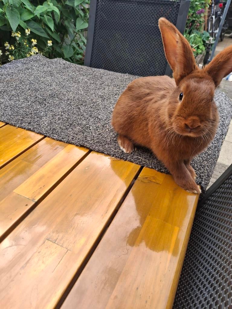 Jonge Rode Nieuwzeelander (dek)ram, Dieren en Toebehoren, Konijnen, Mannelijk, Middelgroot
