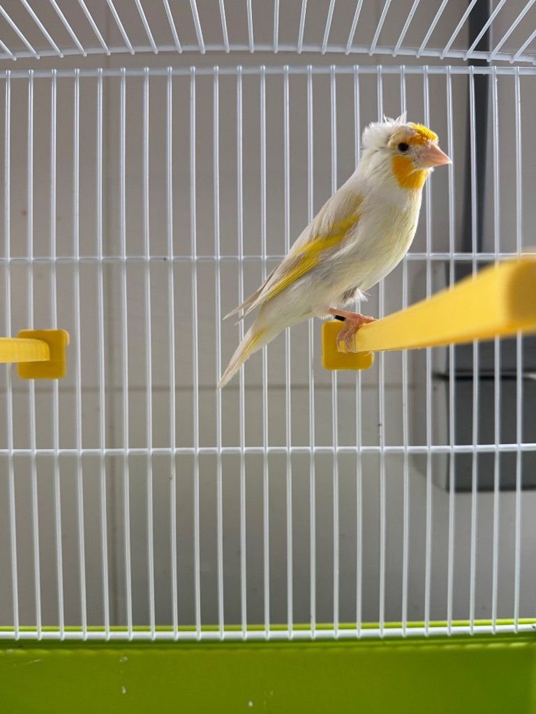 Te koop een mooie kuif bastaard putter van 2025, Geslacht onbekend, Wildzangvogel, Geringd