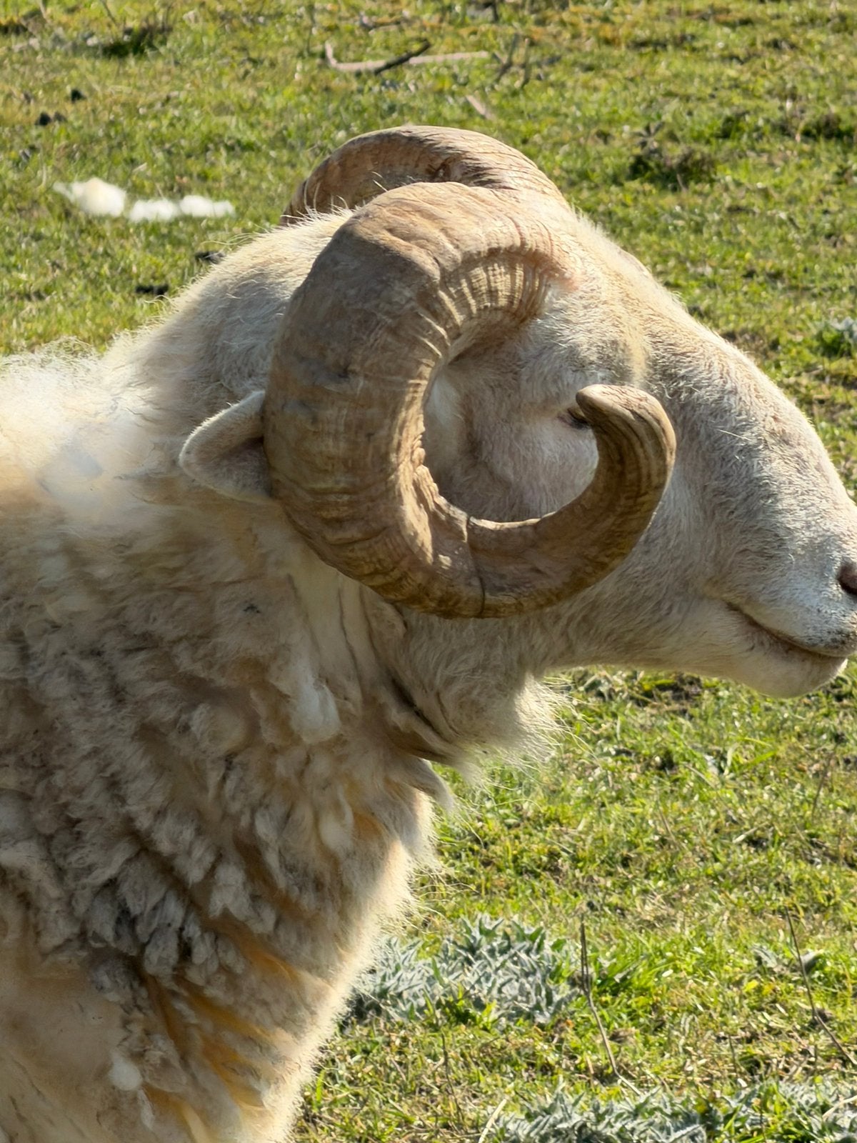 Wiltshire Horn ram stamboekkeuring topdier en A+ jonge ram, Dieren en Toebehoren, Mannelijk, Schaap