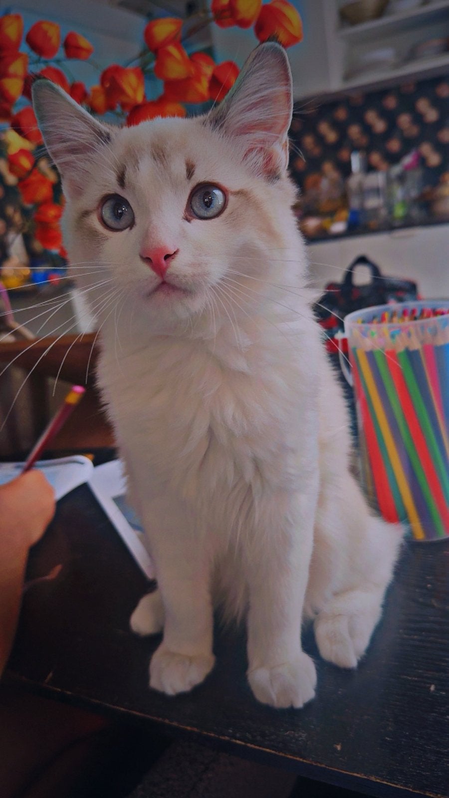 Superlieve Ragdoll kitten, Kater