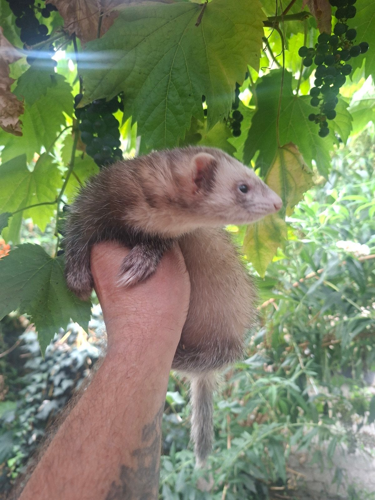 fret, Dieren en Toebehoren, Mei, Vrouwelijk