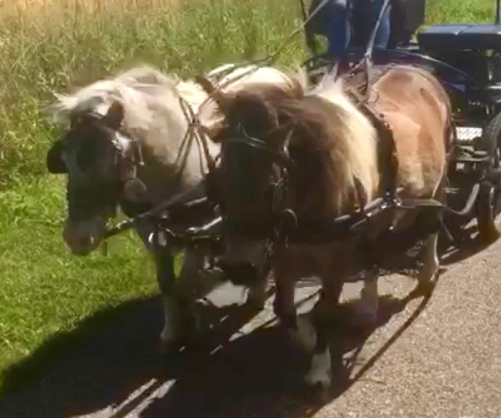 Tweespan tuig voor shetten/kleine pony’s, Dieren en Toebehoren, Ophalen, Shetlander, Gebruikt, Inclusief bit