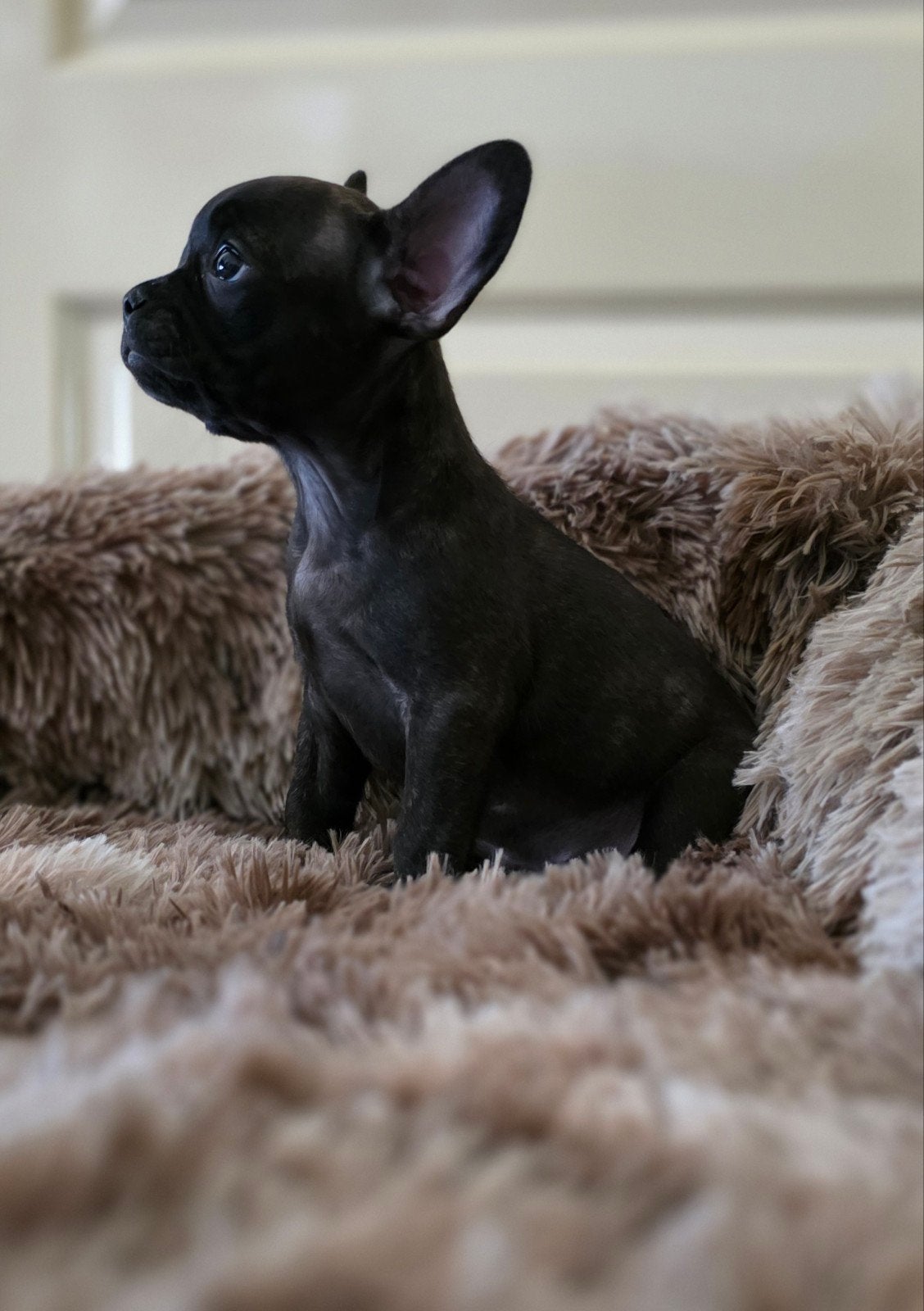 💓 Prachtige raszuivere  franse bulldog pups teefjes 💓, Parvo, 8 tot 15 weken, Teef, Bulldog