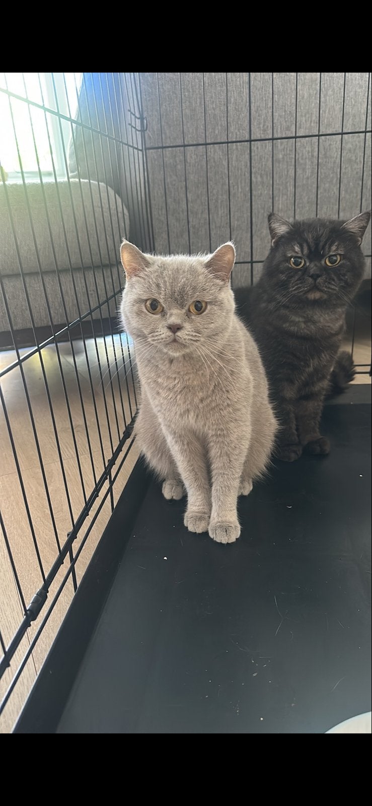 Britse Korthaar poes, Poes, Kortharig, 3 tot 5 jaar