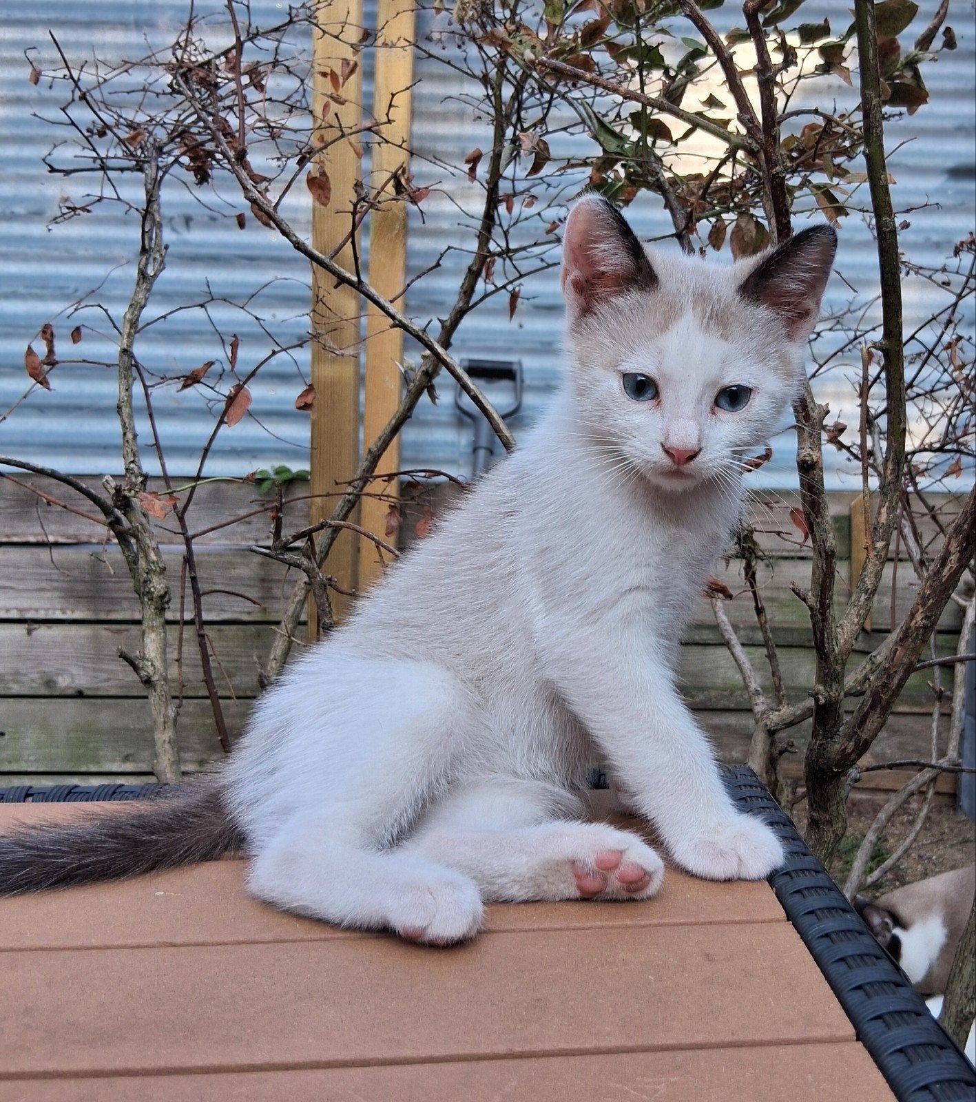 Snowshoe kittens mogen vanaf 20 juli weg., Dieren en Toebehoren, Katten en Kittens | Overige Katten, Meerdere dieren