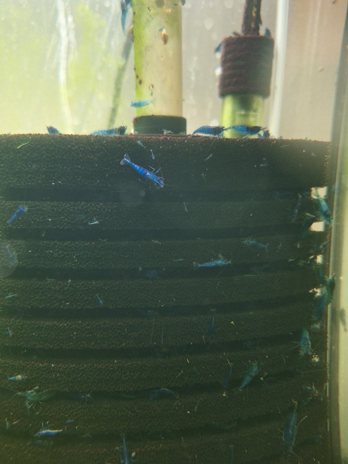 Blue Dream Neocaridina Garnalen, Dieren en Toebehoren, Kreeft, Krab of Garnaal, Zoetwatervis, Schoolvis