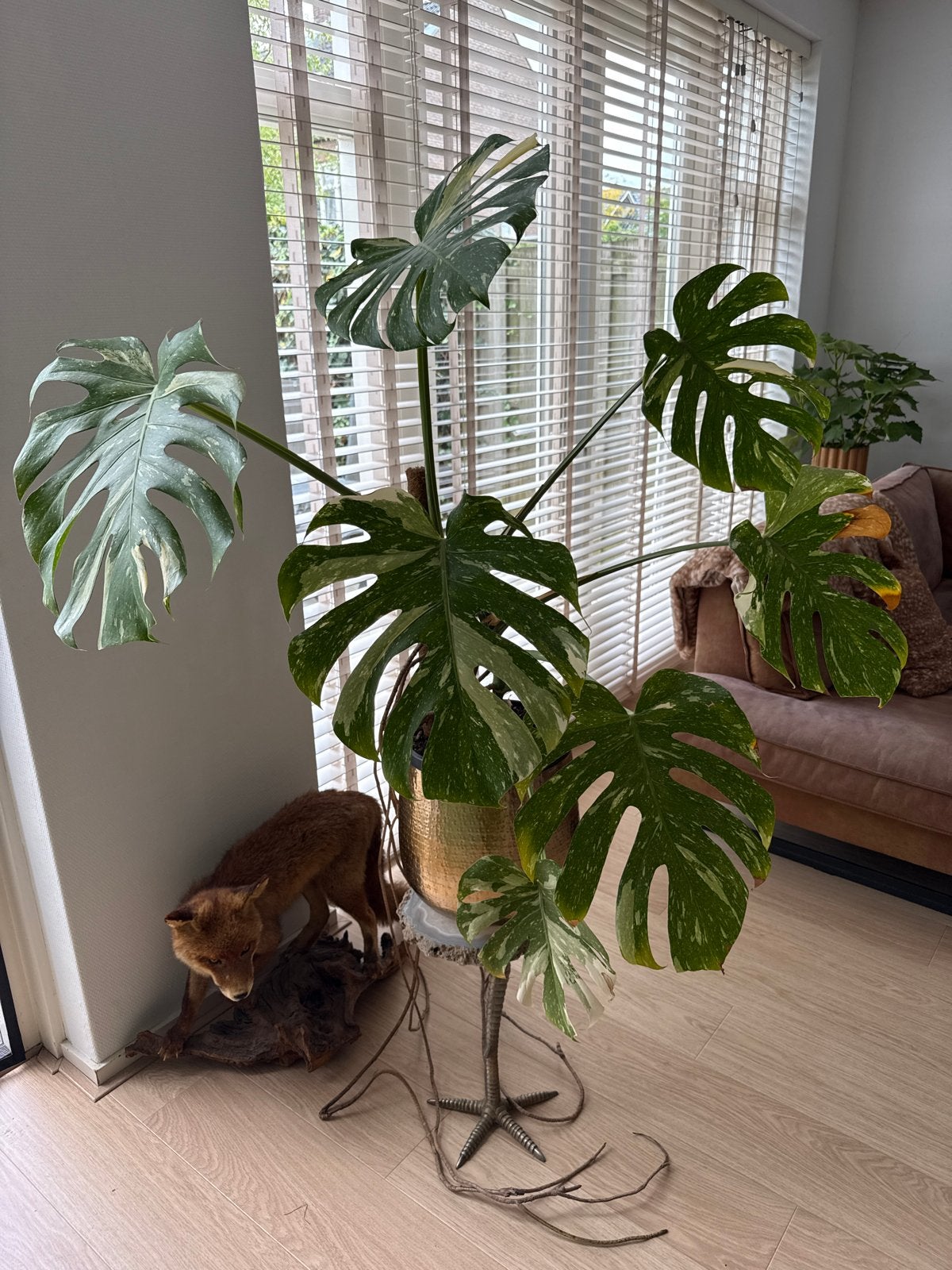 Grote Monstera Deliciosa Variegata - Prachtige Kamerplant, Vaste plant, Bloeit niet, Halfschaduw, Ophalen
