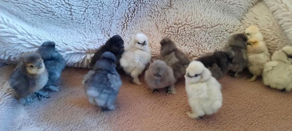 Broedse hen ? 1 dagskuiken USA zijdehoen kuikentjes silkies, Geslacht onbekend, Kip
