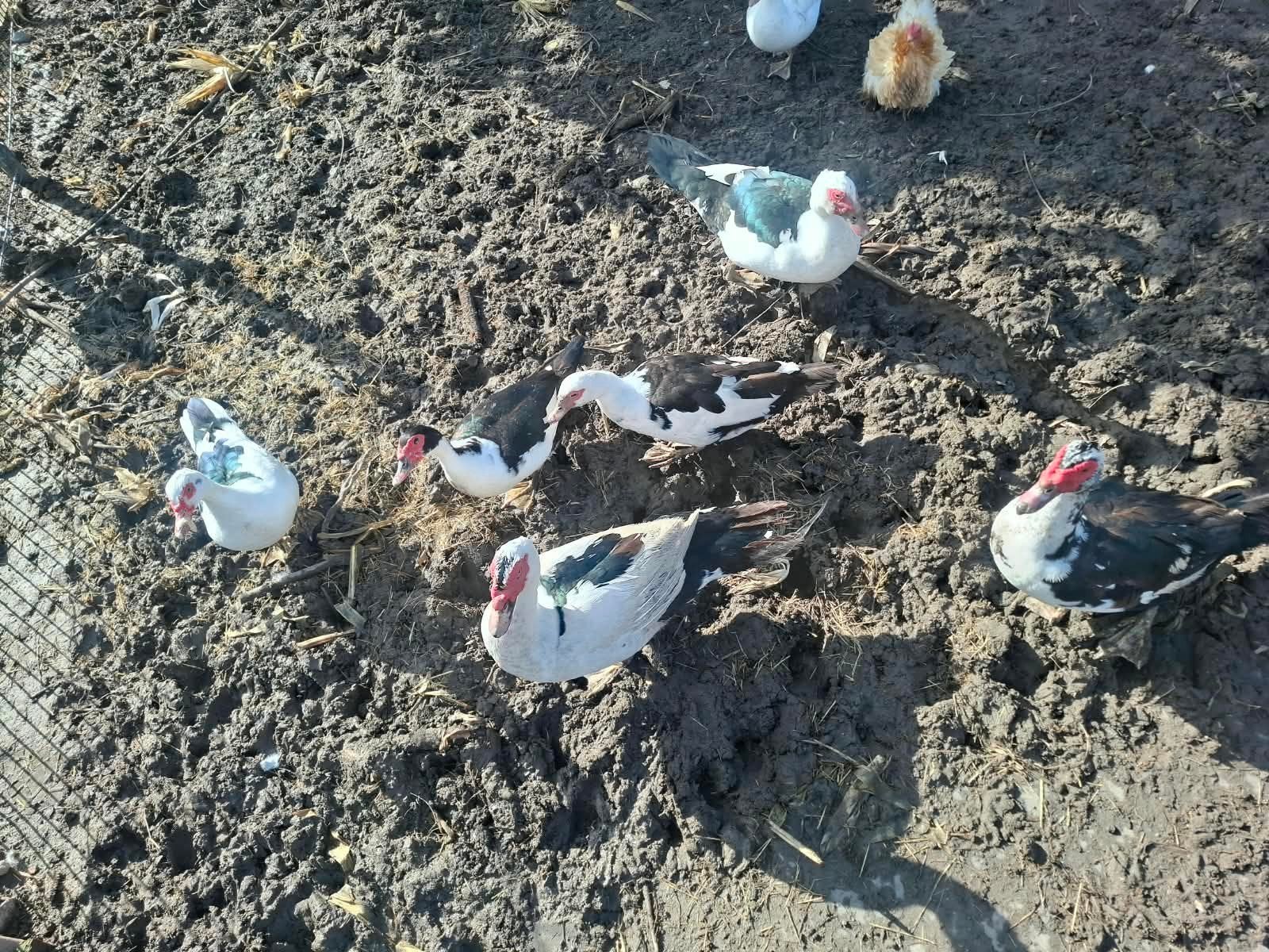 muskus, kaapse, kuikentjes eenden, Meerdere dieren, Eend