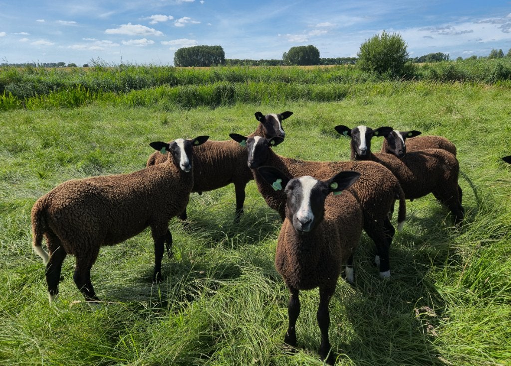 Zwartbles rammen van stamboekfokker, Mannelijk, Schaap, 0 tot 2 jaar
