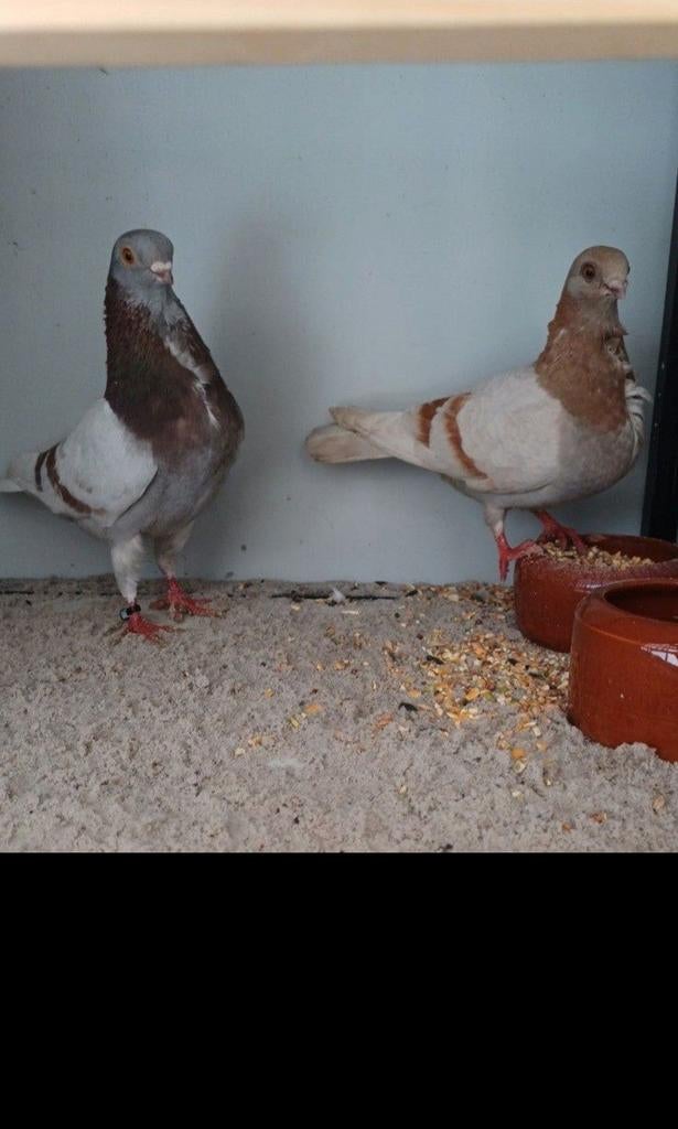 Kweekkoppel Figurita Valencia., Meerdere dieren, Overige soorten