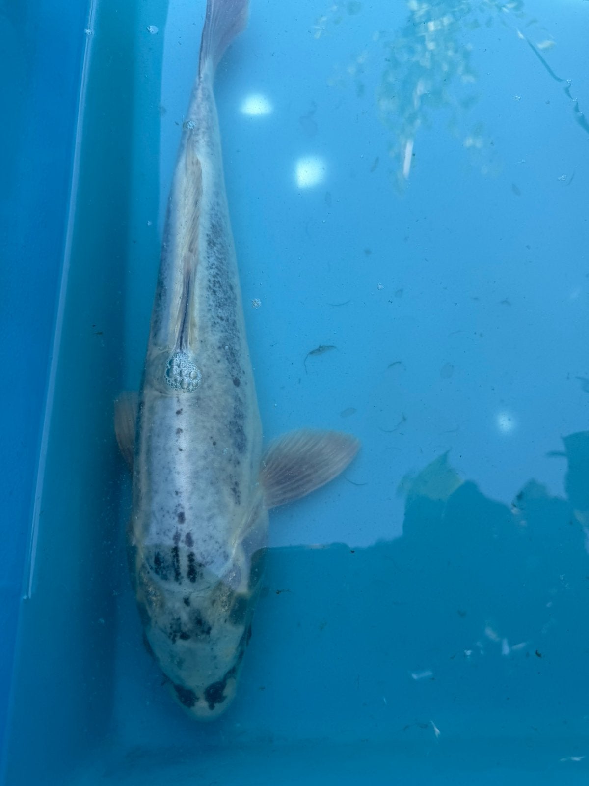Kikokuryu Fukasawa koi, Karper of Koi