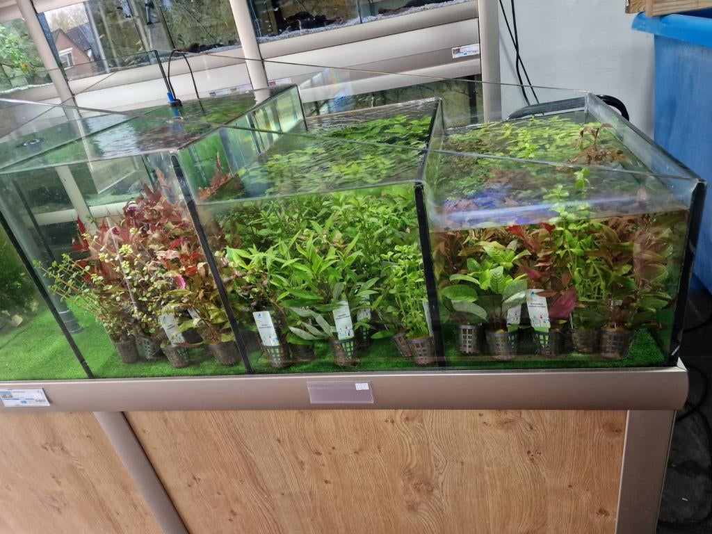Waterplantjes voor koud en warm water, Ophalen, Vlietberg 8, Plant(en), Steen of Hout, Info@aquadistri.com