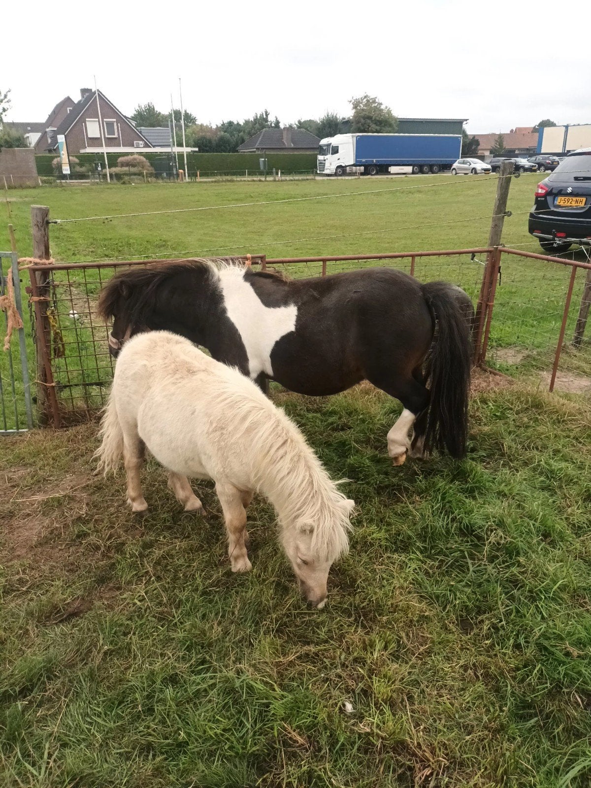 Mini merrie (Bruinbont), Dieren en Toebehoren, Merrie, A pony (tot 1.17m), Gechipt, 3 tot 6 jaar