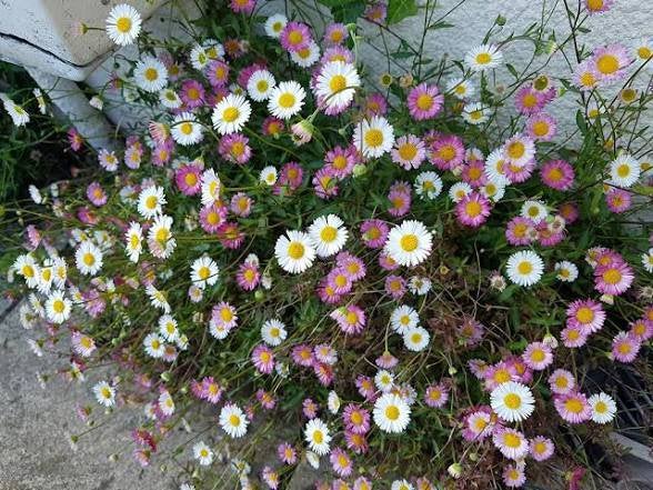 24 erigeron karvinskianus, Tuin en Terras, Ophalen, Volle zon
