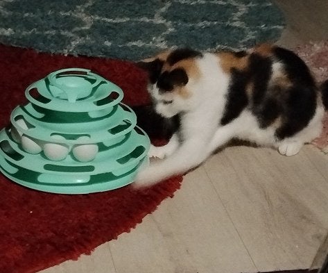 Luna - Angel, ongelooflijk aanhankelijk en bescheiden poesje, Poes, Kortharig, 0 tot 2 jaar
