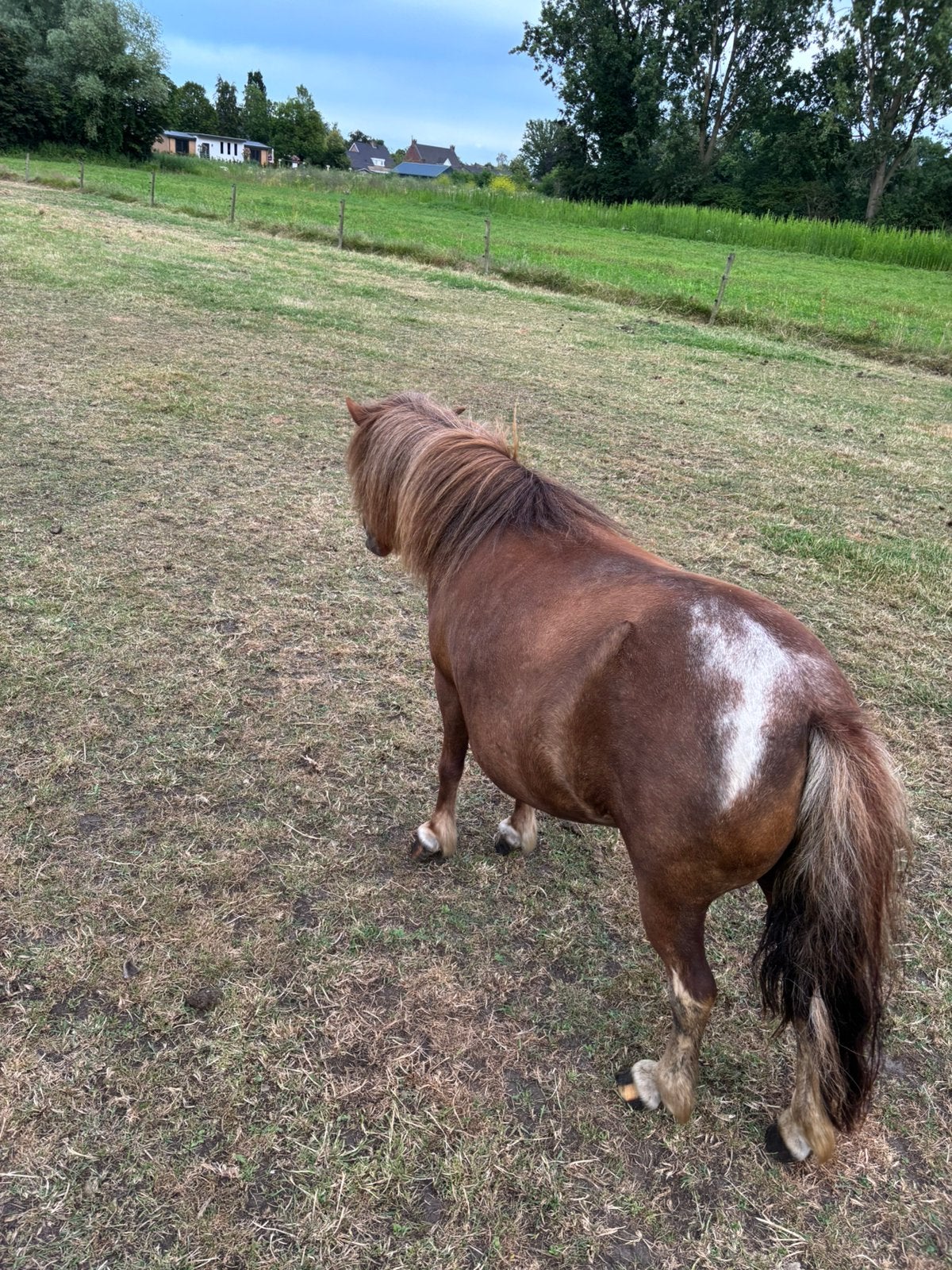 ponys, Dieren en Toebehoren, Hengst, A pony (tot 1.17m), 0 tot 2 jaar