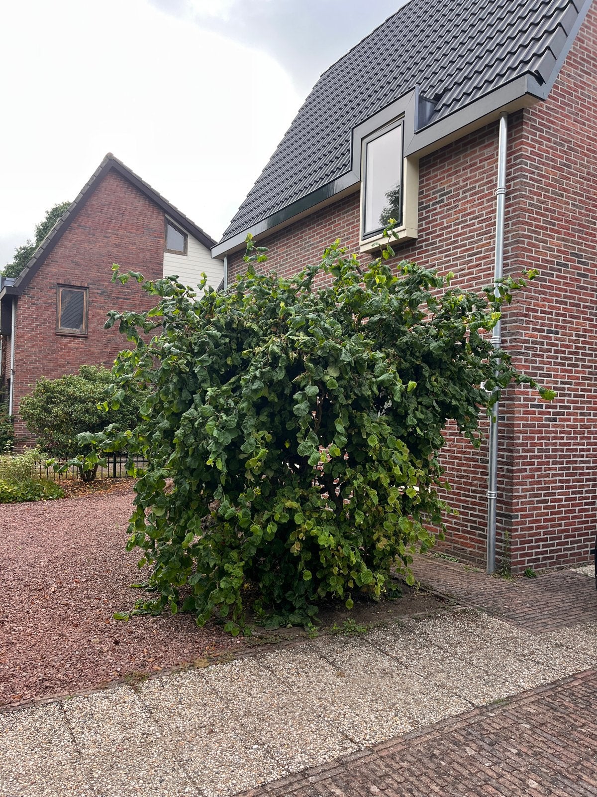 Grote kronkelhazelaar gratis op te halen, Tuin en Terras, Ophalen, Bloeit niet, Halfschaduw, Overige soorten