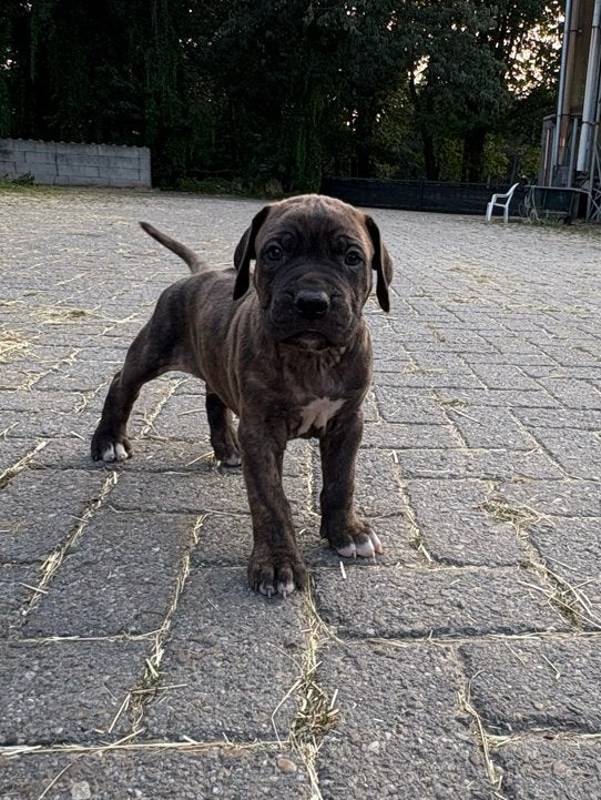 Ridgeback X Bullmastiff pups op zoek naar een thuis, Reu, Groot, Meerdere, Nederland