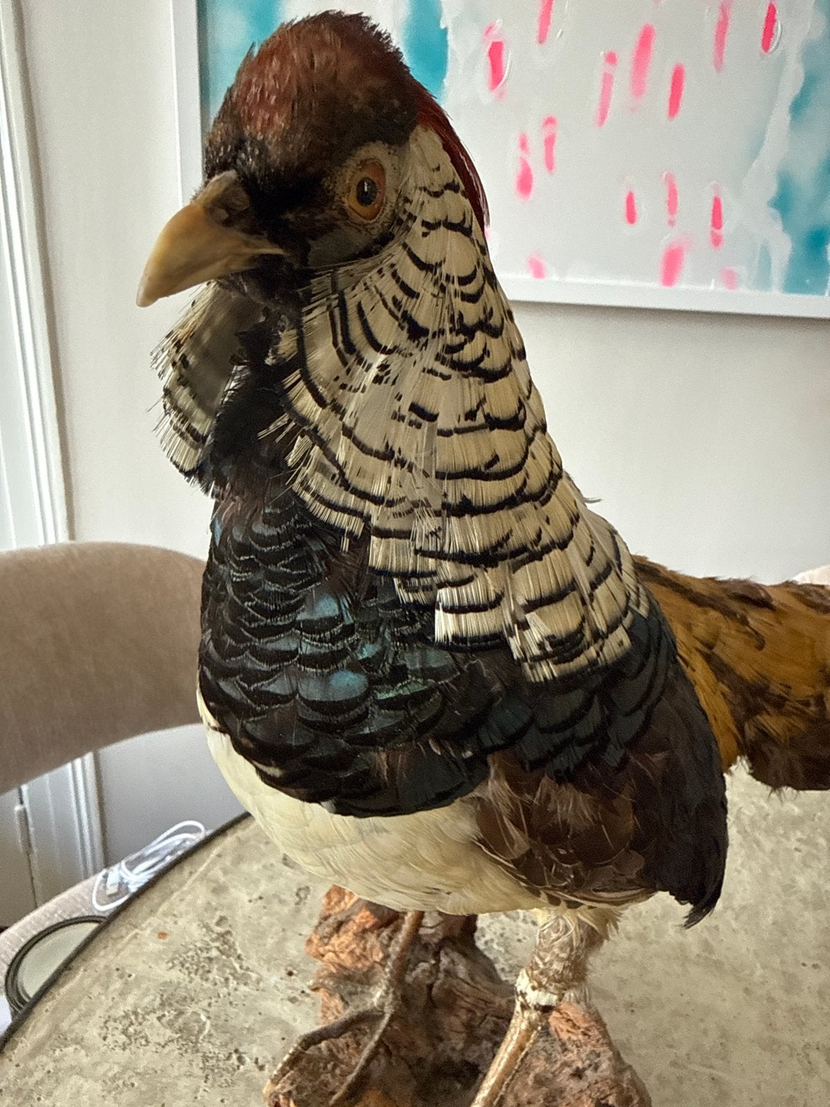 Opgezette Fazant (taxidermie), Ophalen of Verzenden