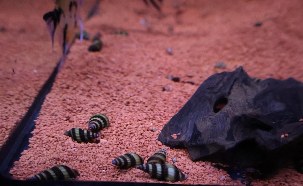 Helena Slakken, Dieren en Toebehoren, Slak of Weekdier, Zoetwatervis