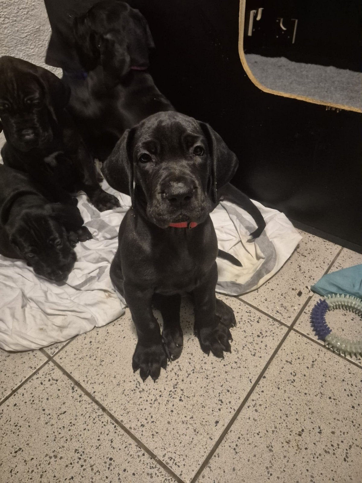 mooie duitse dog pups, Dieren en Toebehoren, Honden | Bulldogs, Pinschers en Molossers, Parvo, Overige rassen, 8 tot 15 weken