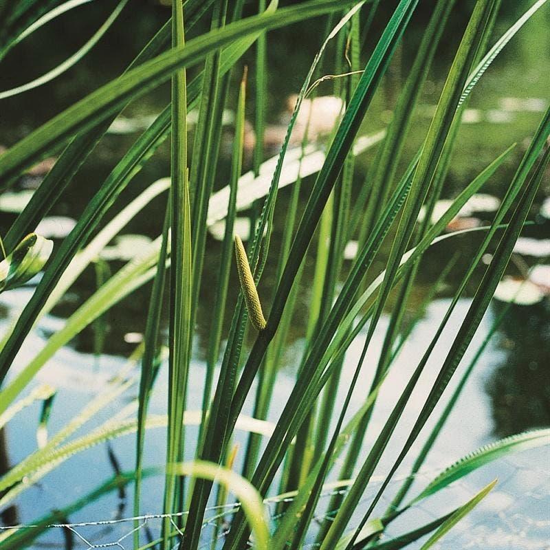 VIJVERPLANTEN, zuurstofplanten, bloeiende oeverplanten, Ophalen, Volle zon, Vaste plant, Zomer