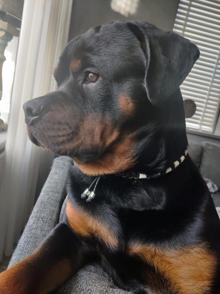 Tekenketting met EMX-kralen - nieuw, Dieren en Toebehoren, Verzenden, Nieuw