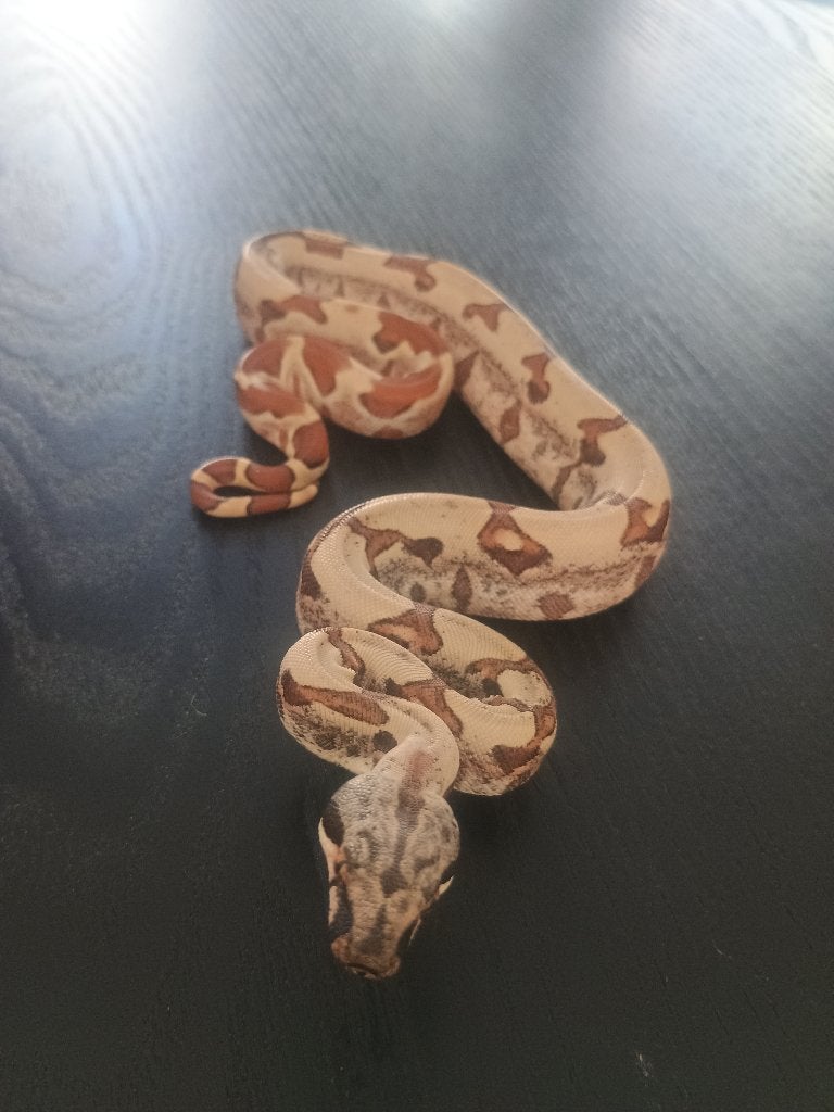 Boa constrictor, Dieren en Toebehoren, Reptielen en Amfibieën, Slang, 0 tot 2 jaar