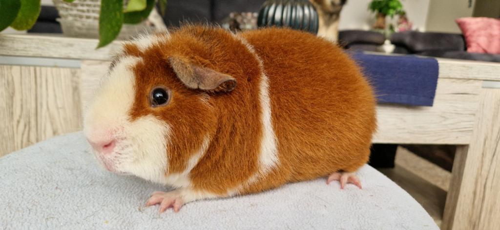 US Teddy cavia beer (zwart/rood/wit), December, Mannelijk, Cavia