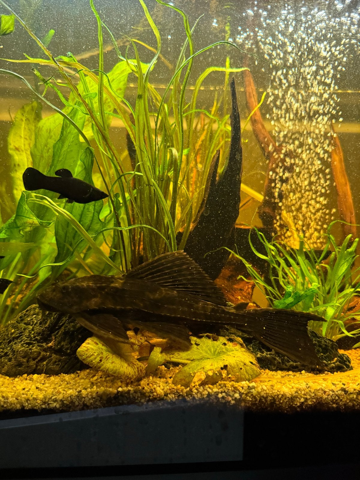 Pleco algeneter +/-20cm  zoet water aquarium, Vis