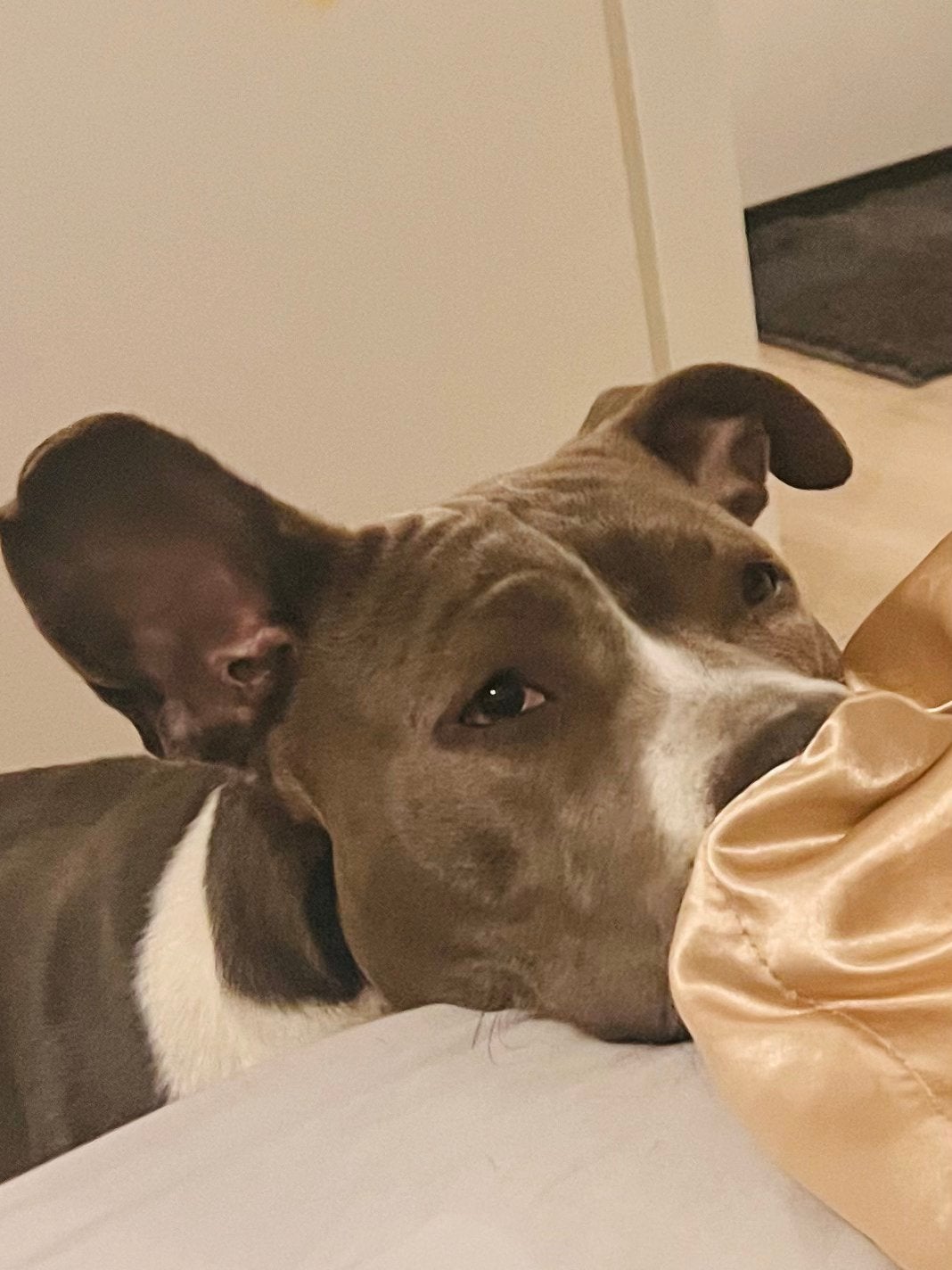(Amstaff/Pitbull) zoekt een nieuw thuis, België, Particulier, American Staffordshire Terriër, Teef