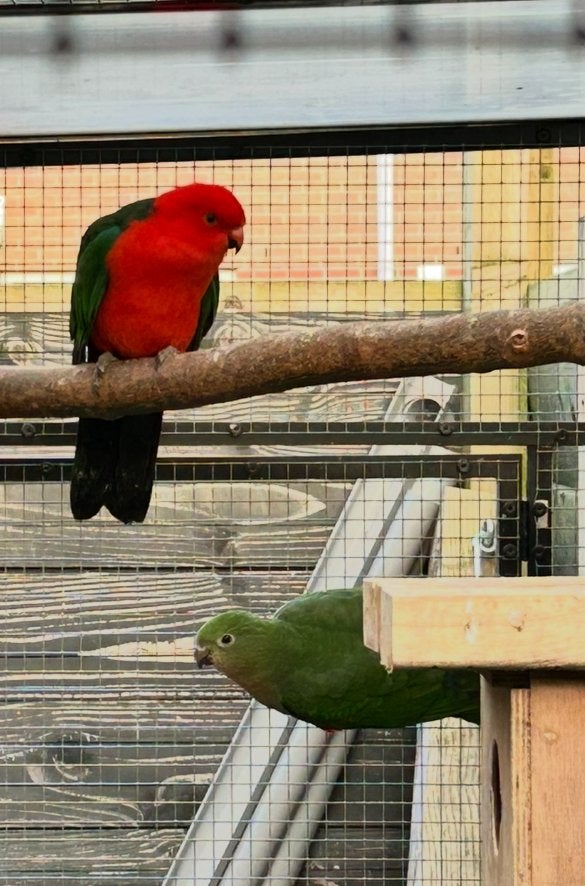 Koningsparkieten, Dieren en Toebehoren, Meerdere dieren, Parkiet