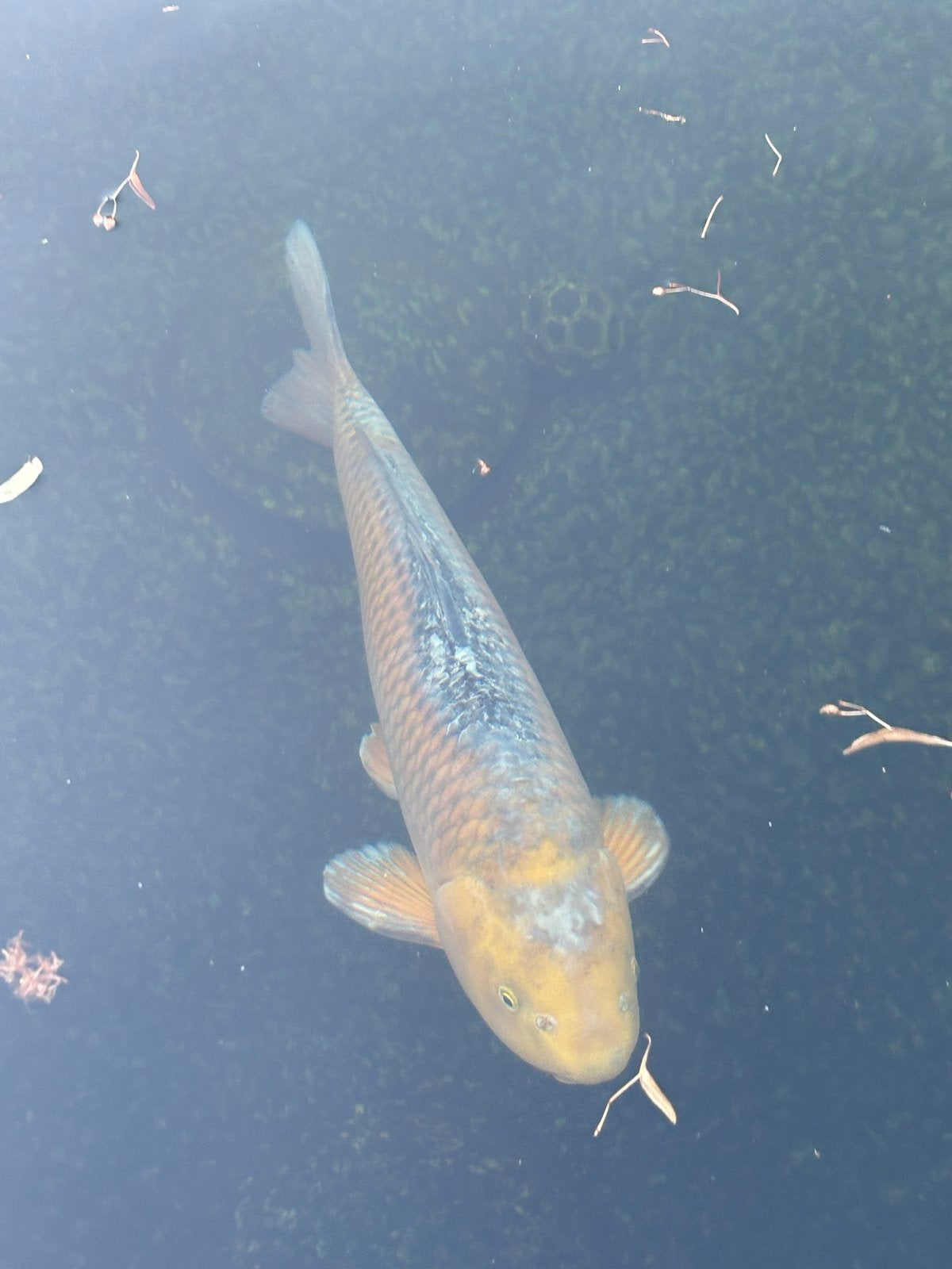 Japanse koi, Chagoi, 75 cm, Dieren en Toebehoren, Karper of Koi