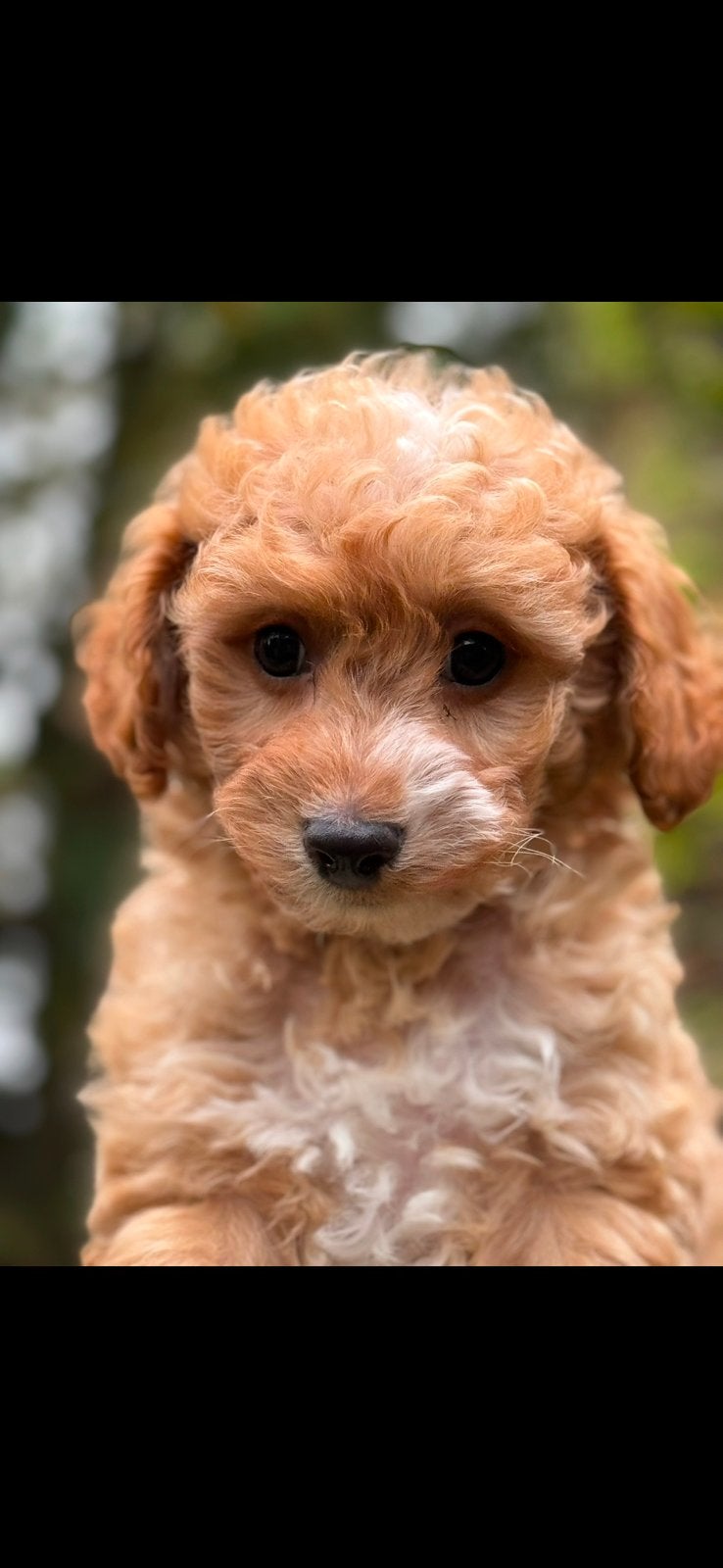 Maltezer met Dwergpoedel ( Maltipoo ) meerdere kleuren, Poedel, Parvo, Nederland, 8 tot 15 weken