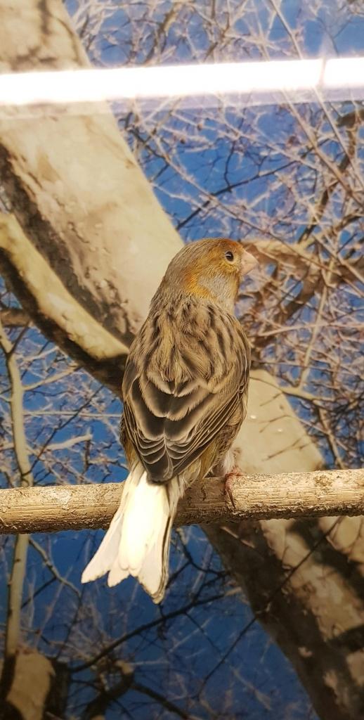 Kanarie man agaat, Dieren en Toebehoren