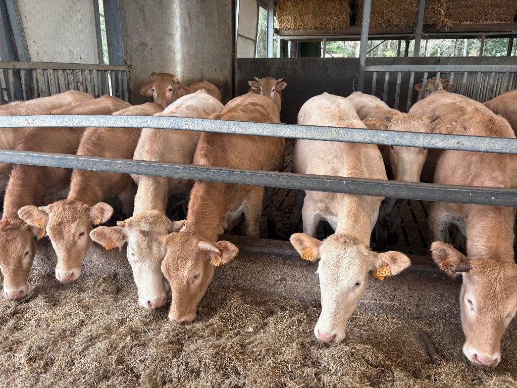 17 blonde vaarzen, Dieren en Toebehoren, Vrouwelijk, 0 tot 2 jaar