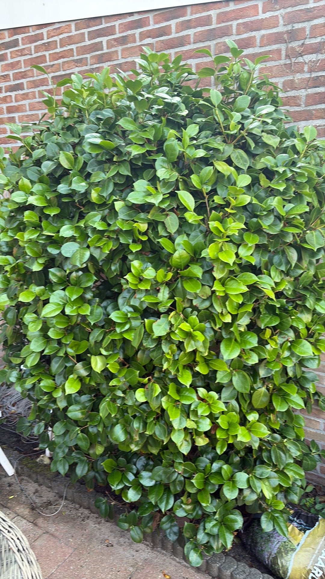 Camellia japonica met roze bloemen, Ophalen, Overige soorten, Minder dan 100 cm