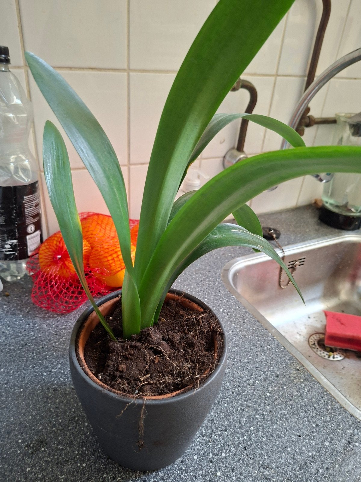 Groene clivia in pot, Ophalen, In pot, Halfschaduw, Minder dan 100 cm