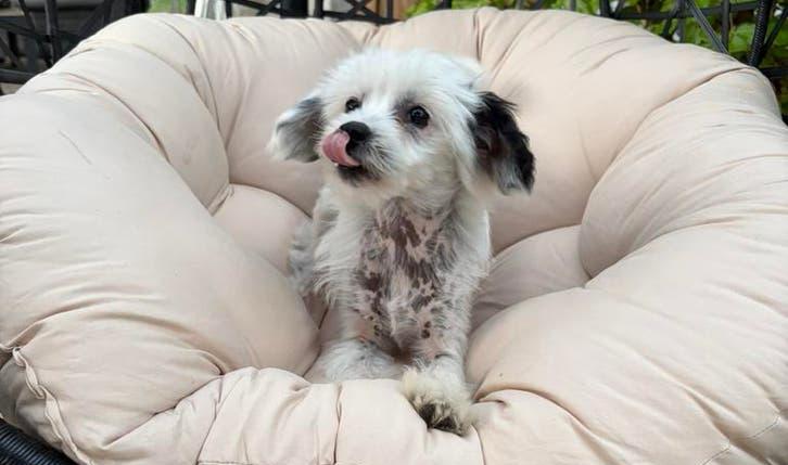 Lieve boomer kruising pups, Dieren en Toebehoren, 8 tot 15 weken, Meerdere, Meerdere dieren, Klein