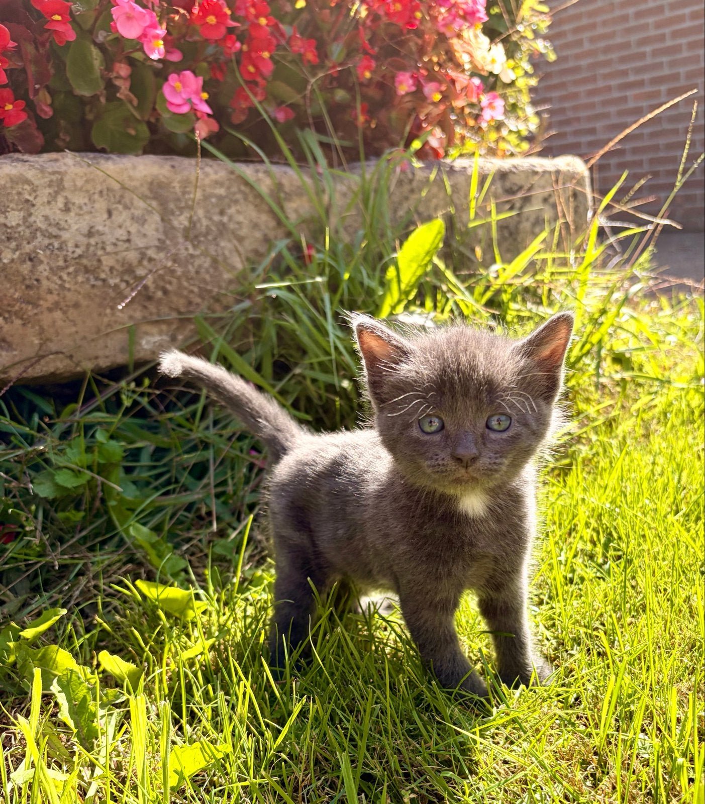 Lieve, aanhankelijke boerderijkittens te koop, Meerdere dieren, Kortharig, 0 tot 2 jaar